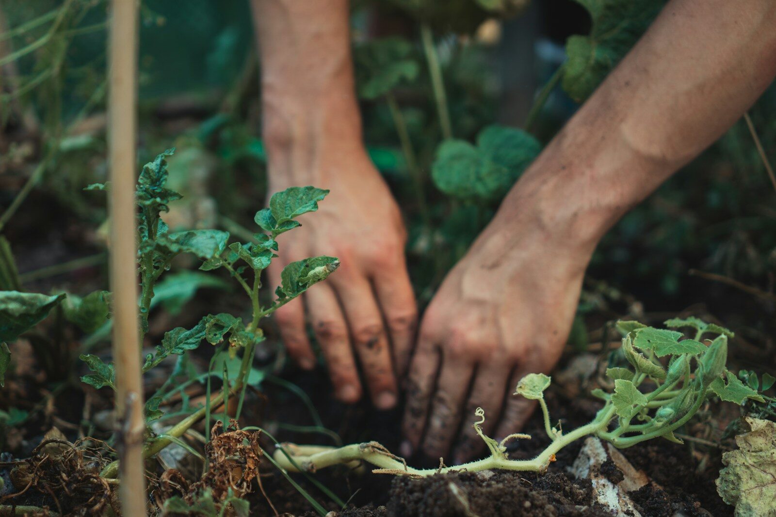 Mains travaillant la terre du potager avec du compost naturel