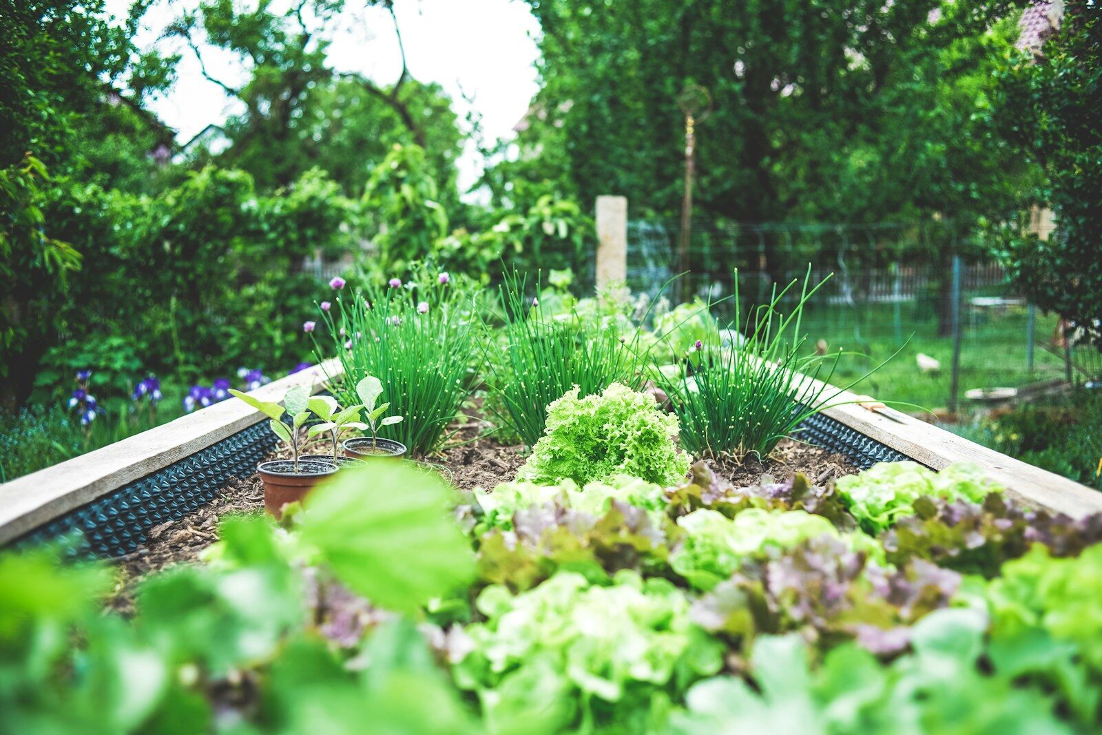 Plantes dans un bac potager en bois