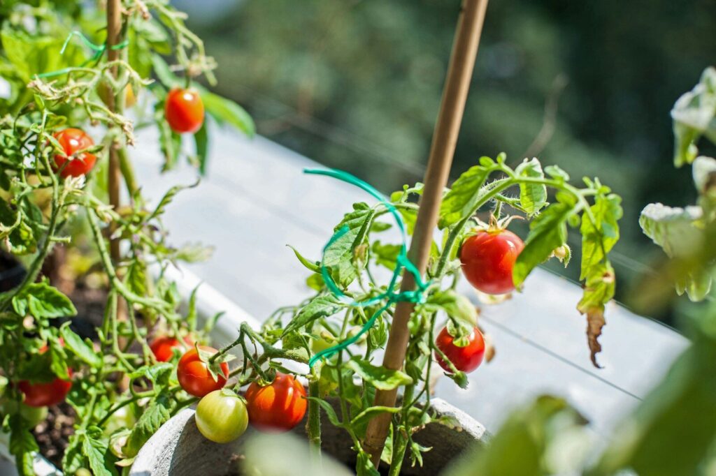 Des plants de tomates cerises dans des pots sur un balcon