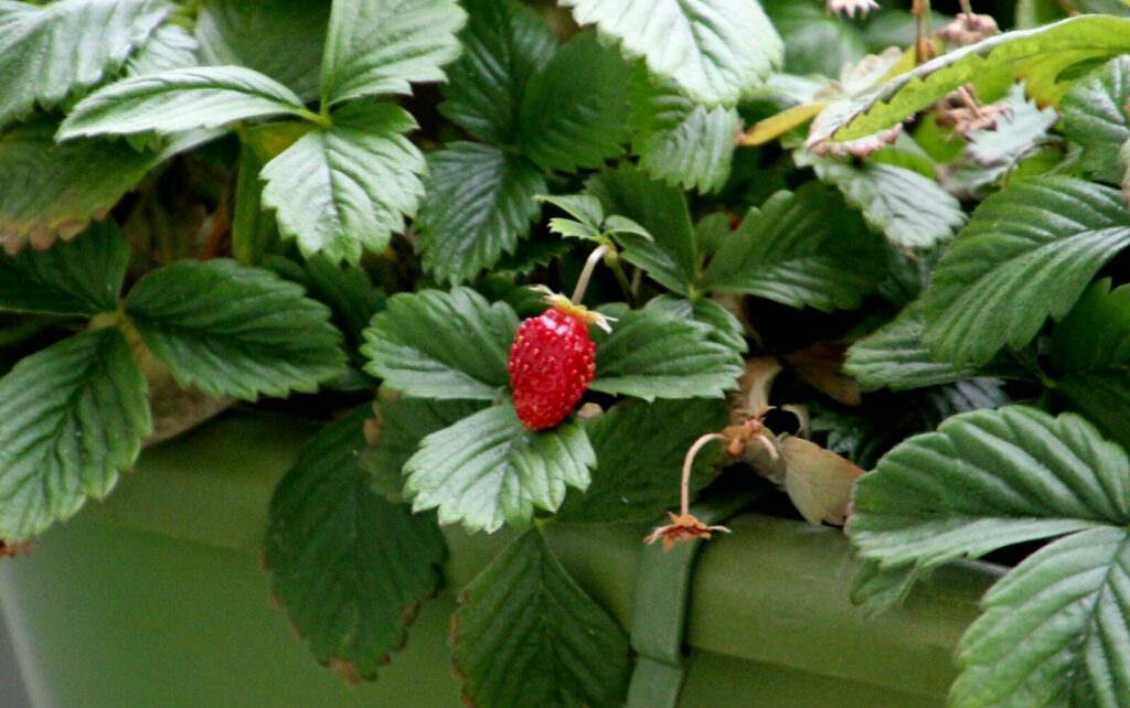 Fraises poussant dans un bac potager