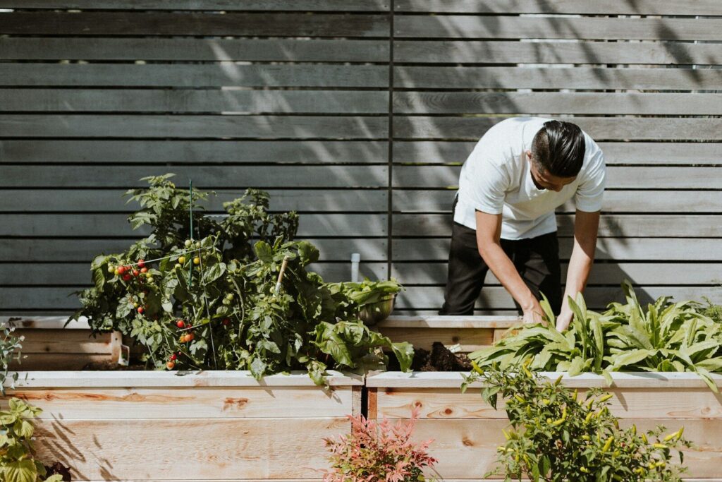 Personne en tee-shirt blanc, récoltant des légumes dans son potager