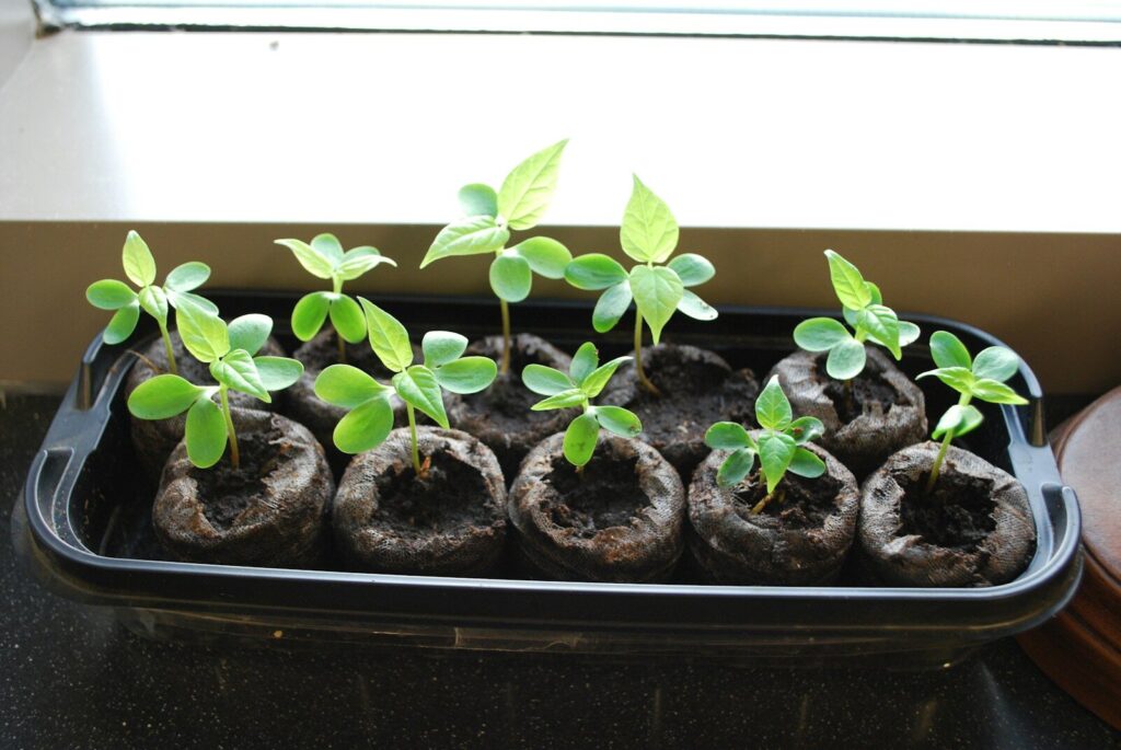 Semis sous abri — premiers semis de printemps