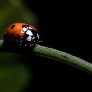 Coccinelle sur une feuille, auxiliaire naturel pour un potager sans pesticides
