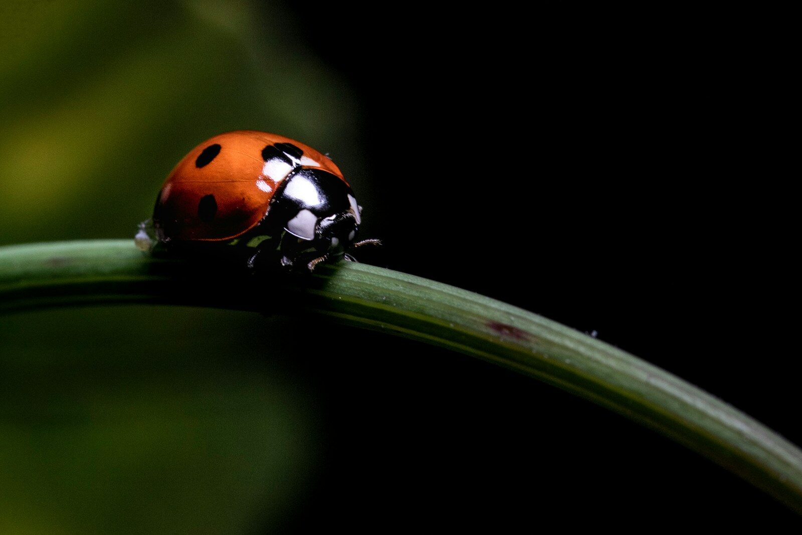 Coccinelle sur une feuille, auxiliaire naturel pour un potager sans pesticides
