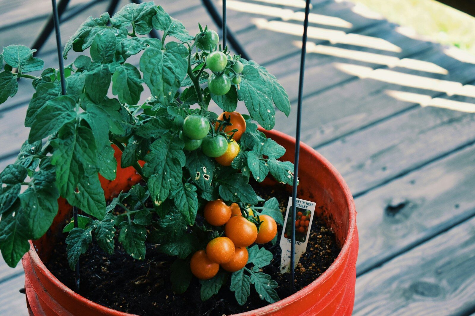 Plant de tomates cerises dans un pot