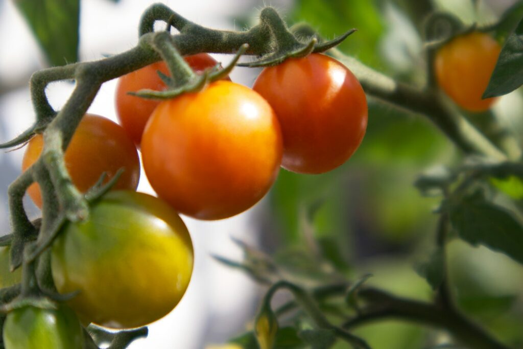 Plant de tomate repiqué en pleine terre au potager