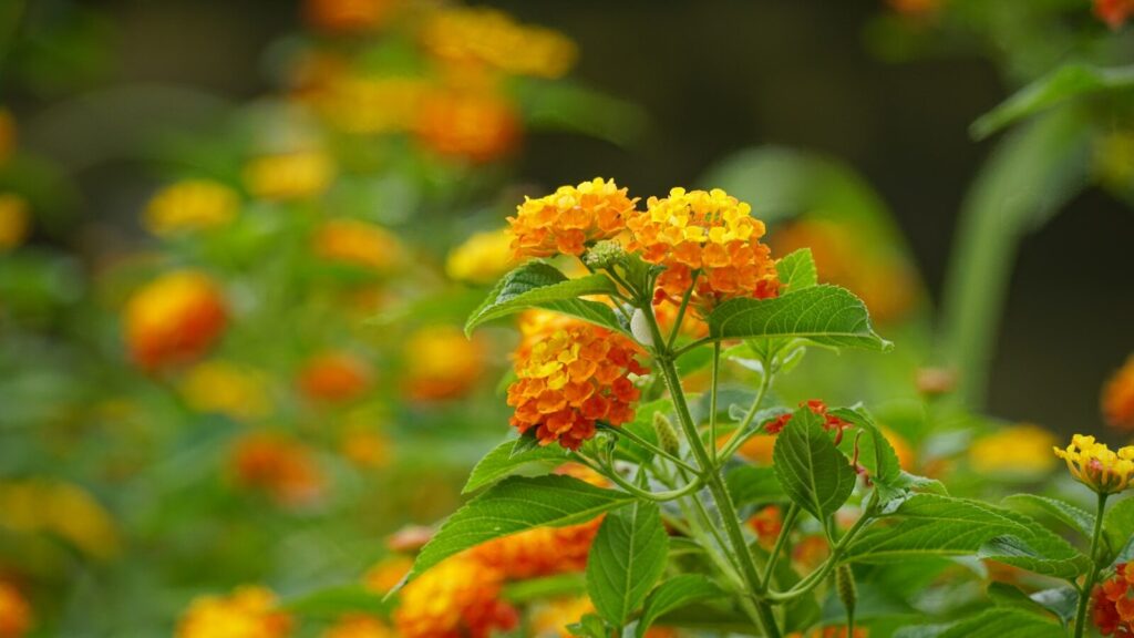 Œillets d'Inde pour repousser les pucerons